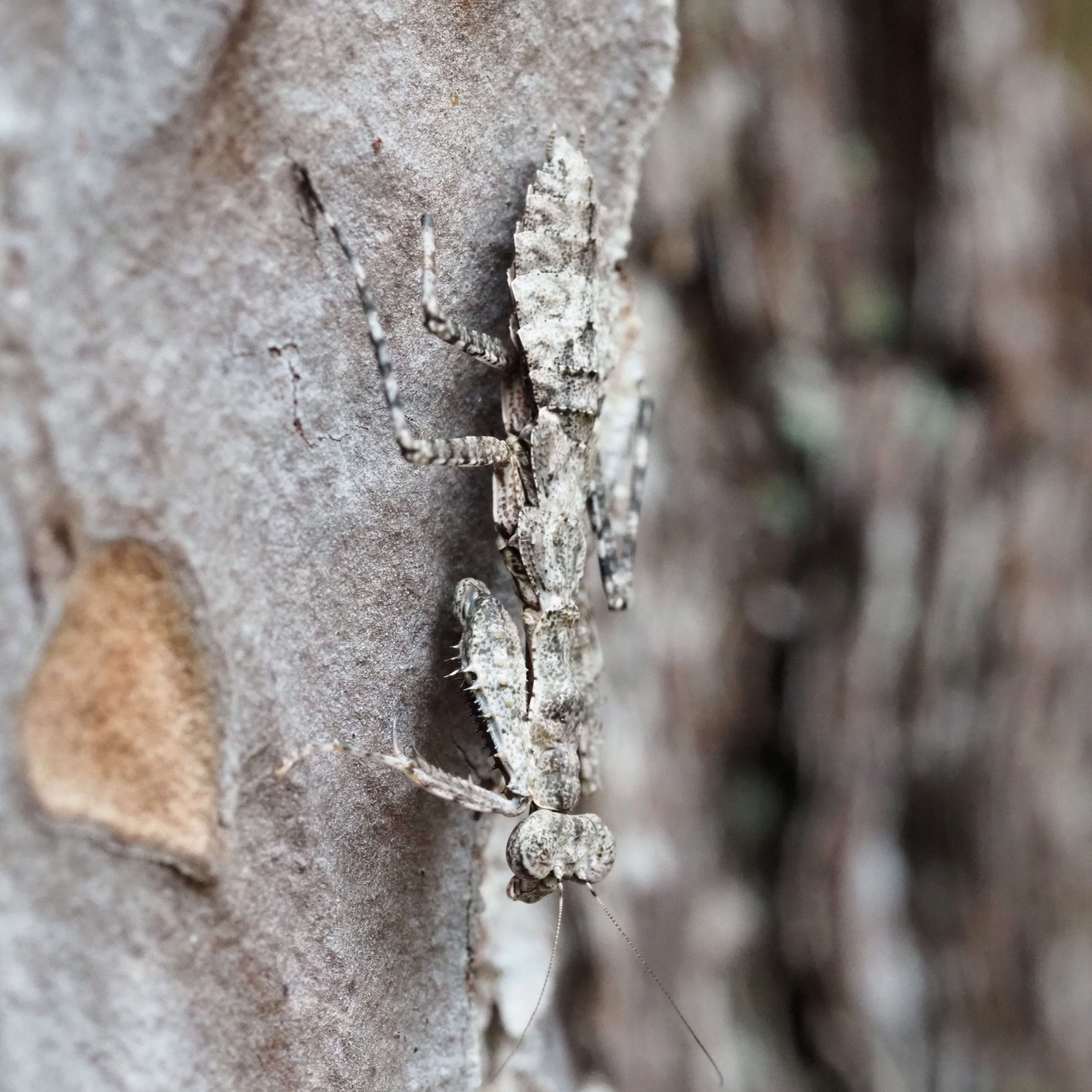 Image of Grizzled Mantid