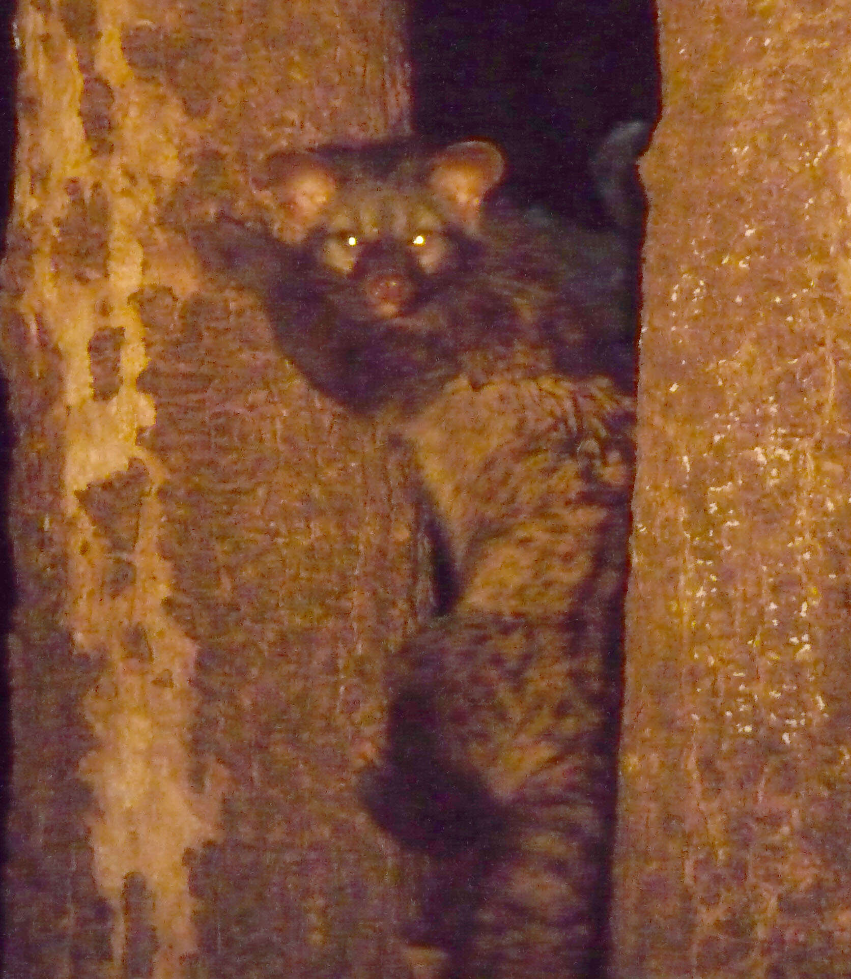 Image of Common palm civet