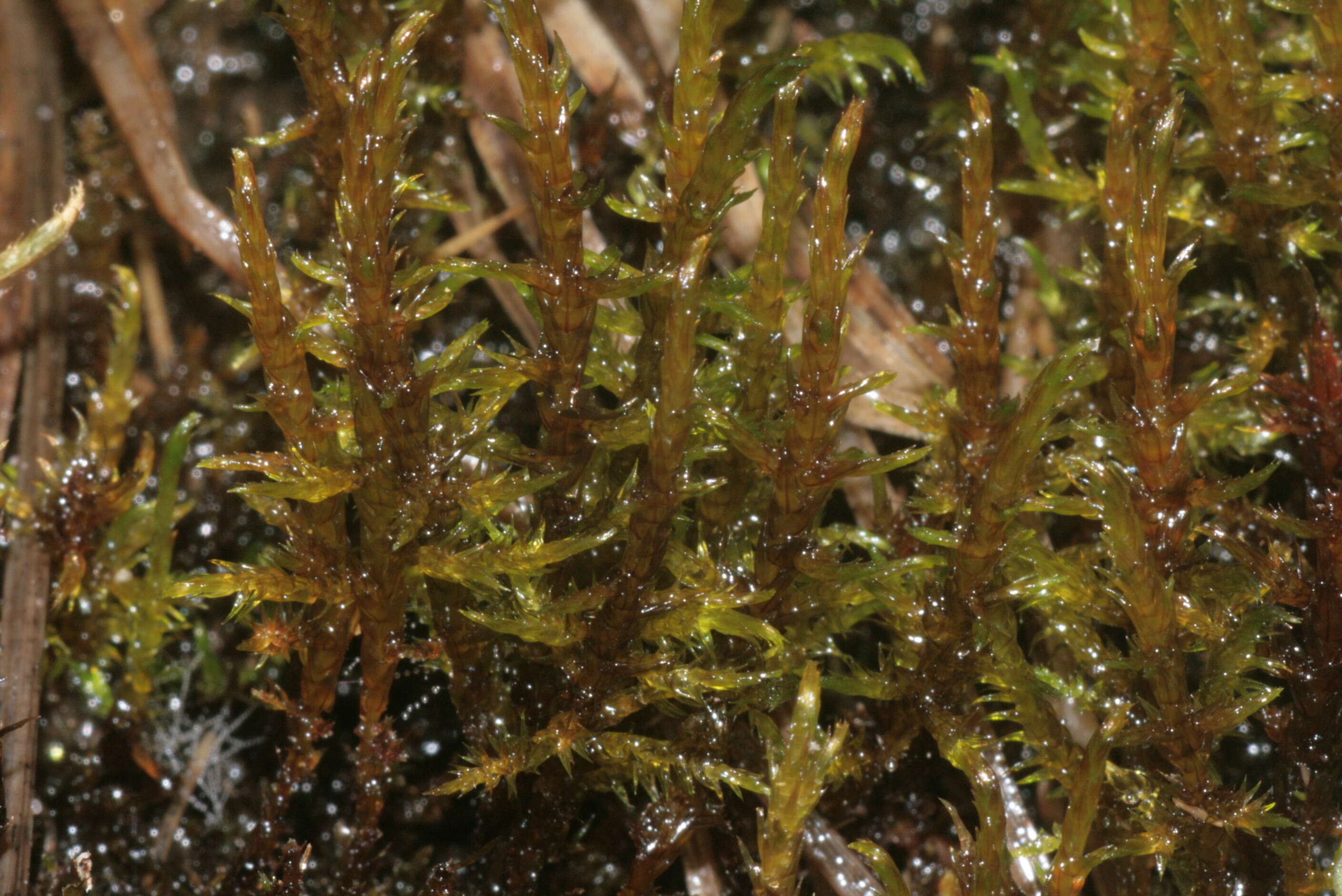 Image of hooked spring moss