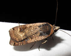 Image of Large Yellow Underwing