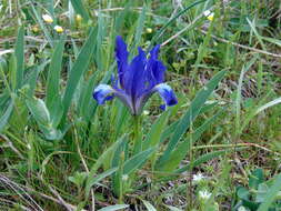 Plancia ëd Iris pumila L.