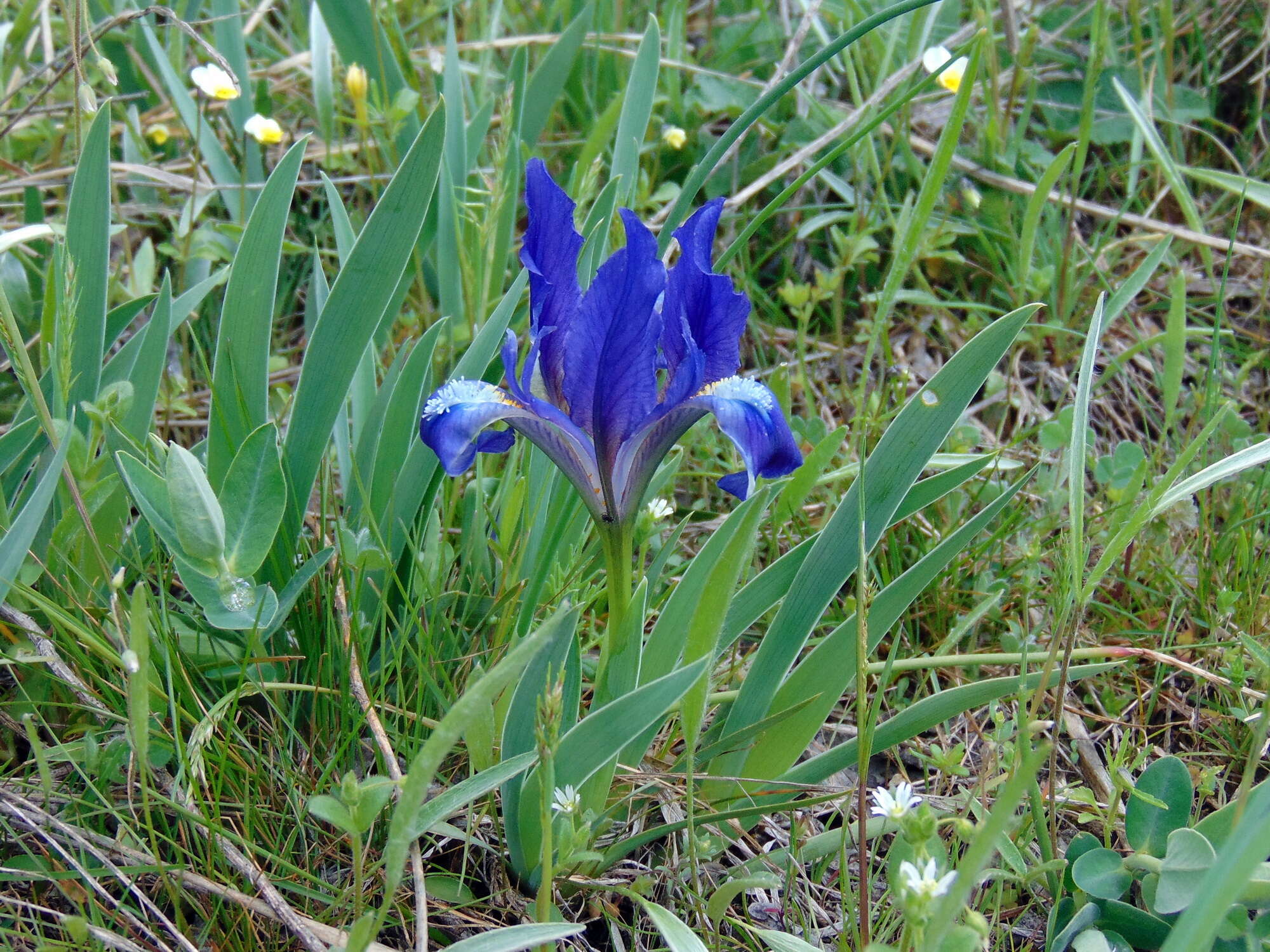 Plancia ëd Iris pumila L.