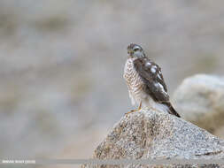 Image of Eurasian Sparrowhawk