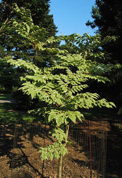 Image of Japanese angelica tree