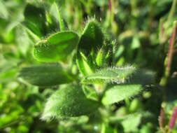 Image of oregano