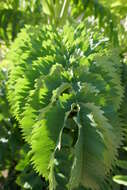 Image de Melianthus major L.