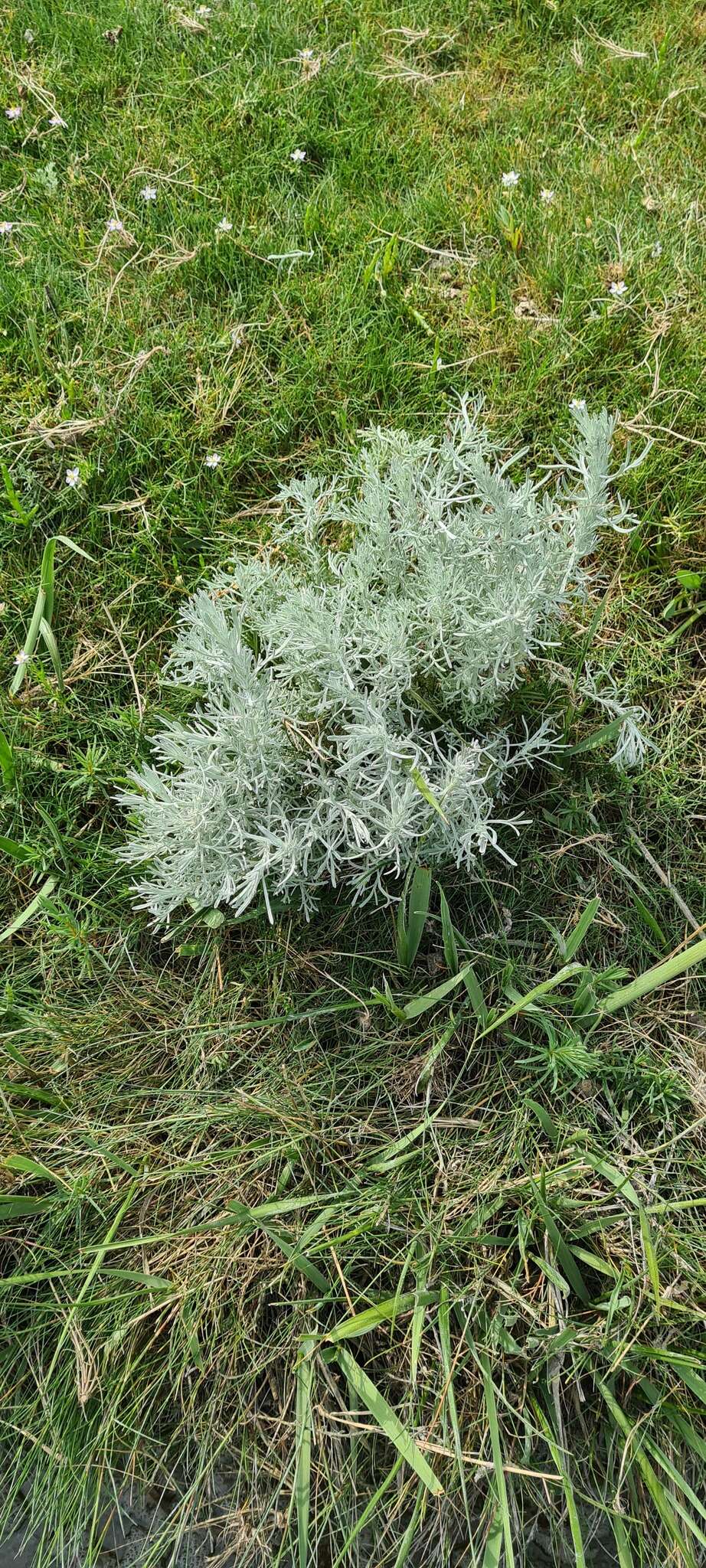 Sivun Artemisia maritima kuva