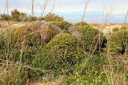 Imagem de Euphorbia melitensis Parl.