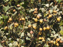 Image de Calophyllum austroindicum Kosterm. ex P. F. Stevens