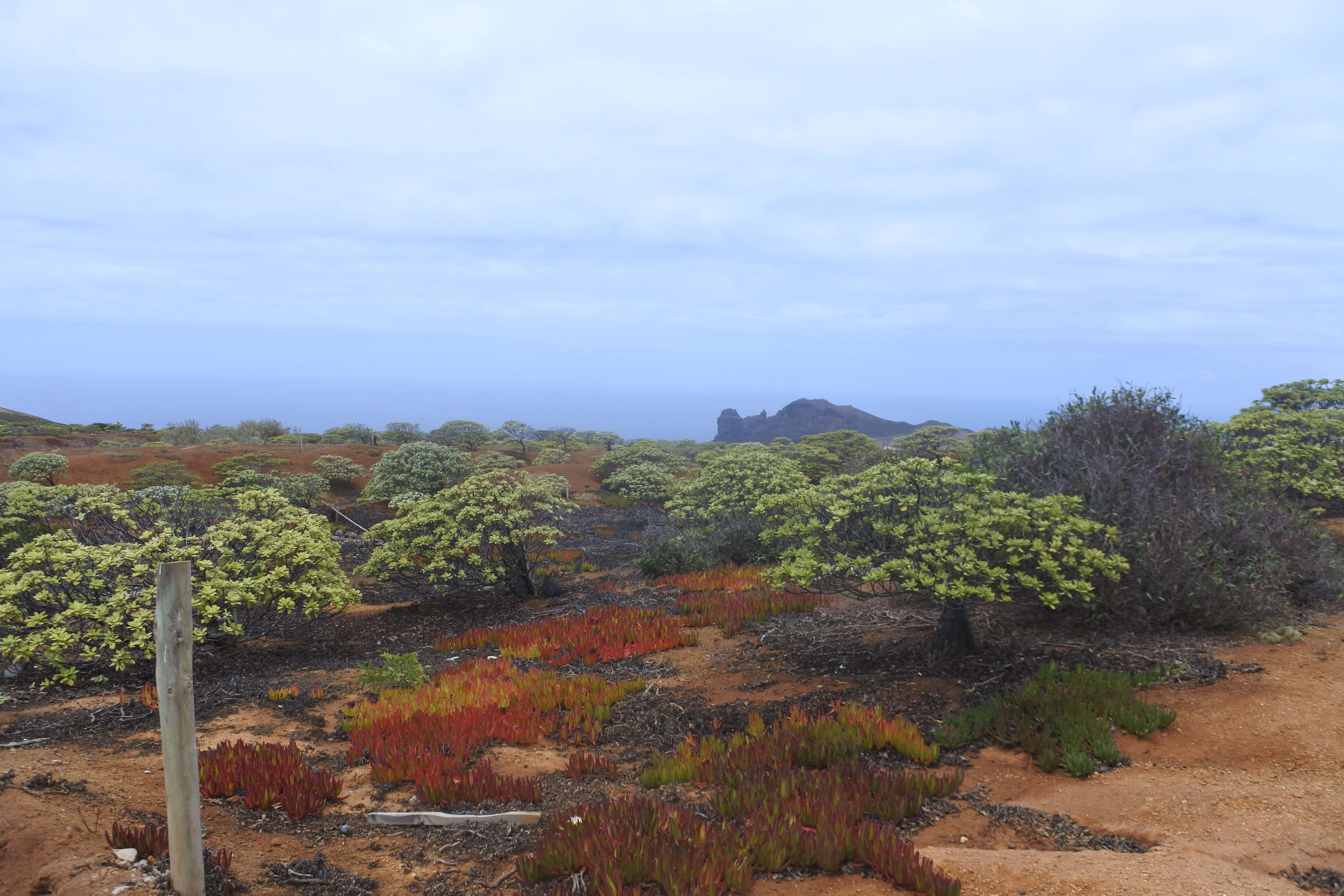 Image of St Helena gumwood