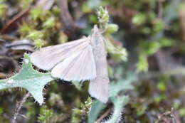 Image of celery stalkworm