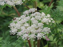 Image of Norwegian angelica