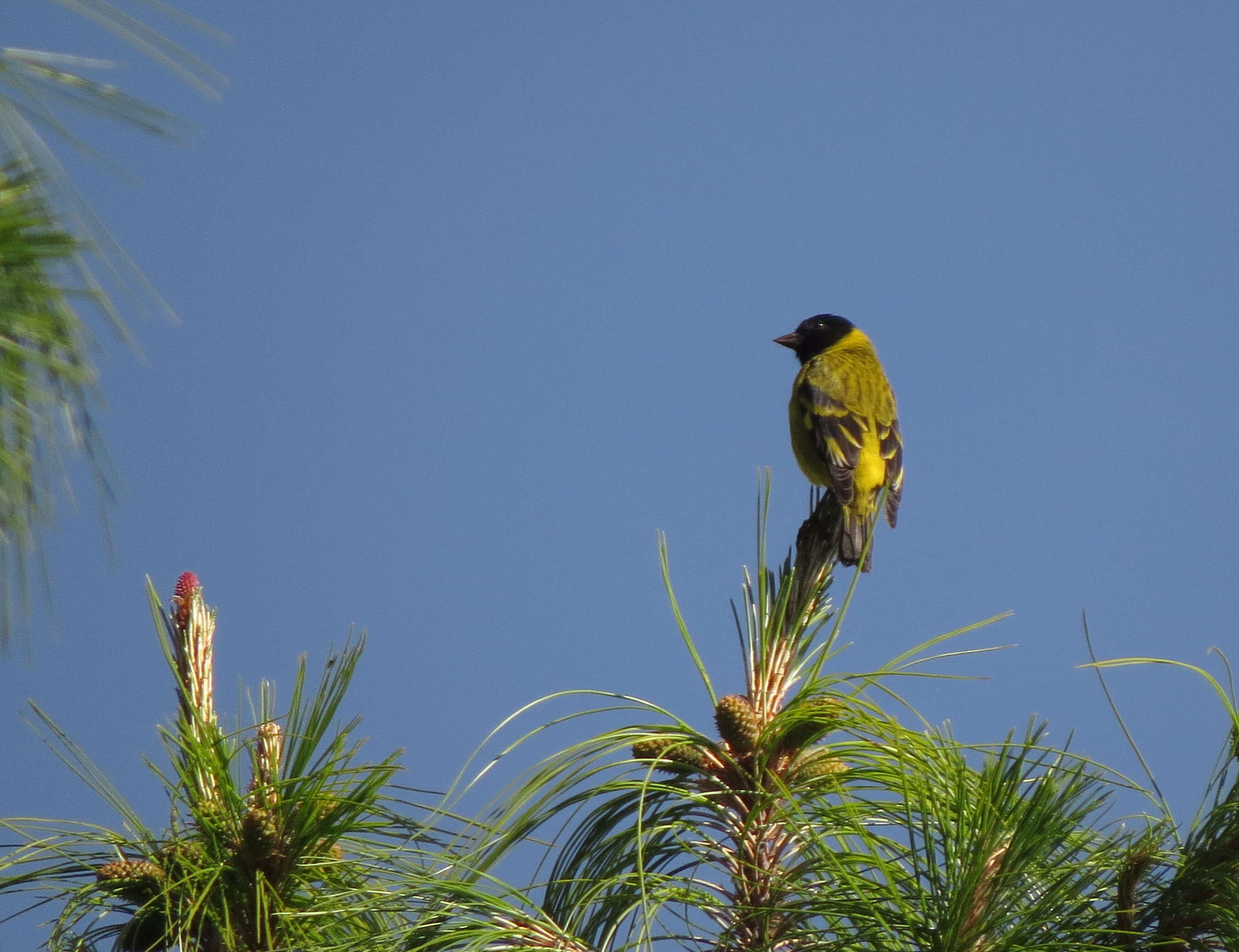 Image of Hooded Siskin