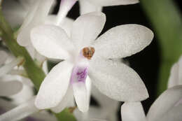 Image of Vanda christensoniana (Haager) L. M. Gardiner