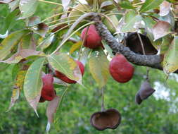 Image of hazel sterculia