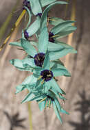 Image of Turquoise Ixia