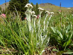 Image of alpine pussytoes