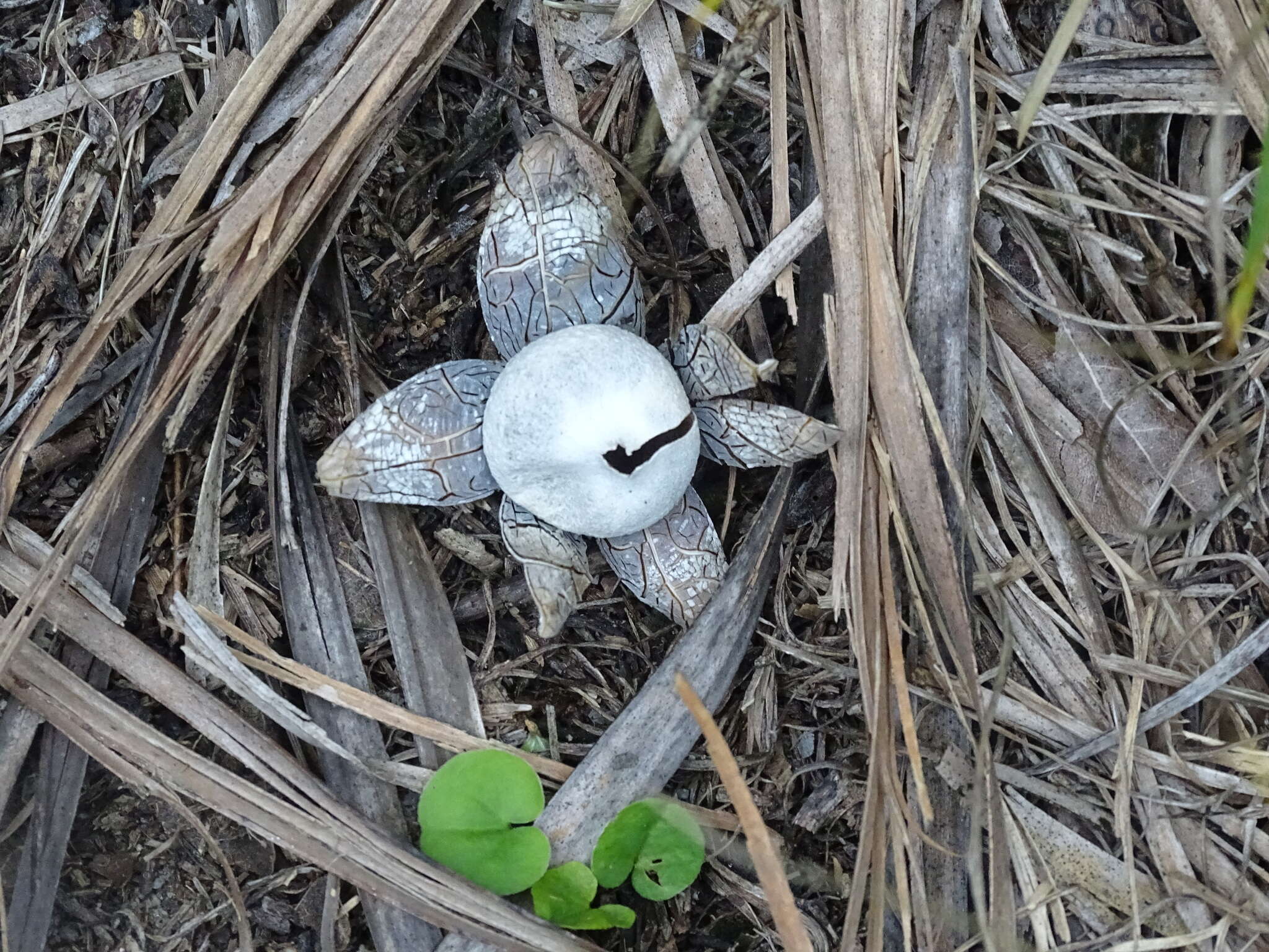 Image of False Earthstar