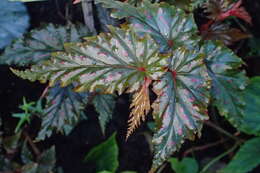 Image of Begonia serratipetala Irmsch.