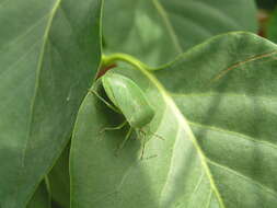 Image of Southern green stink bug