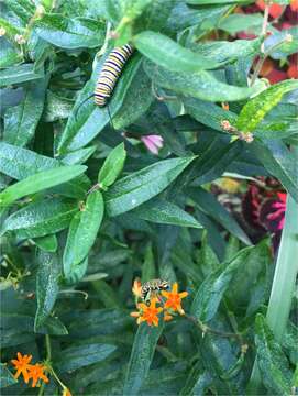 Imagem de Asclepias tuberosa L.