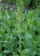 صورة Veratrum californicum Durand