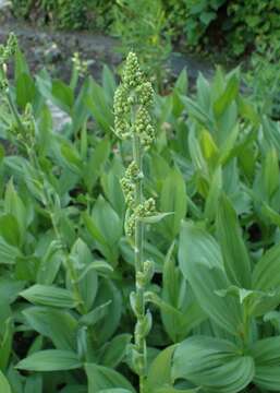 Image of California false hellebore