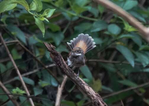 Image of Rufous Fantail