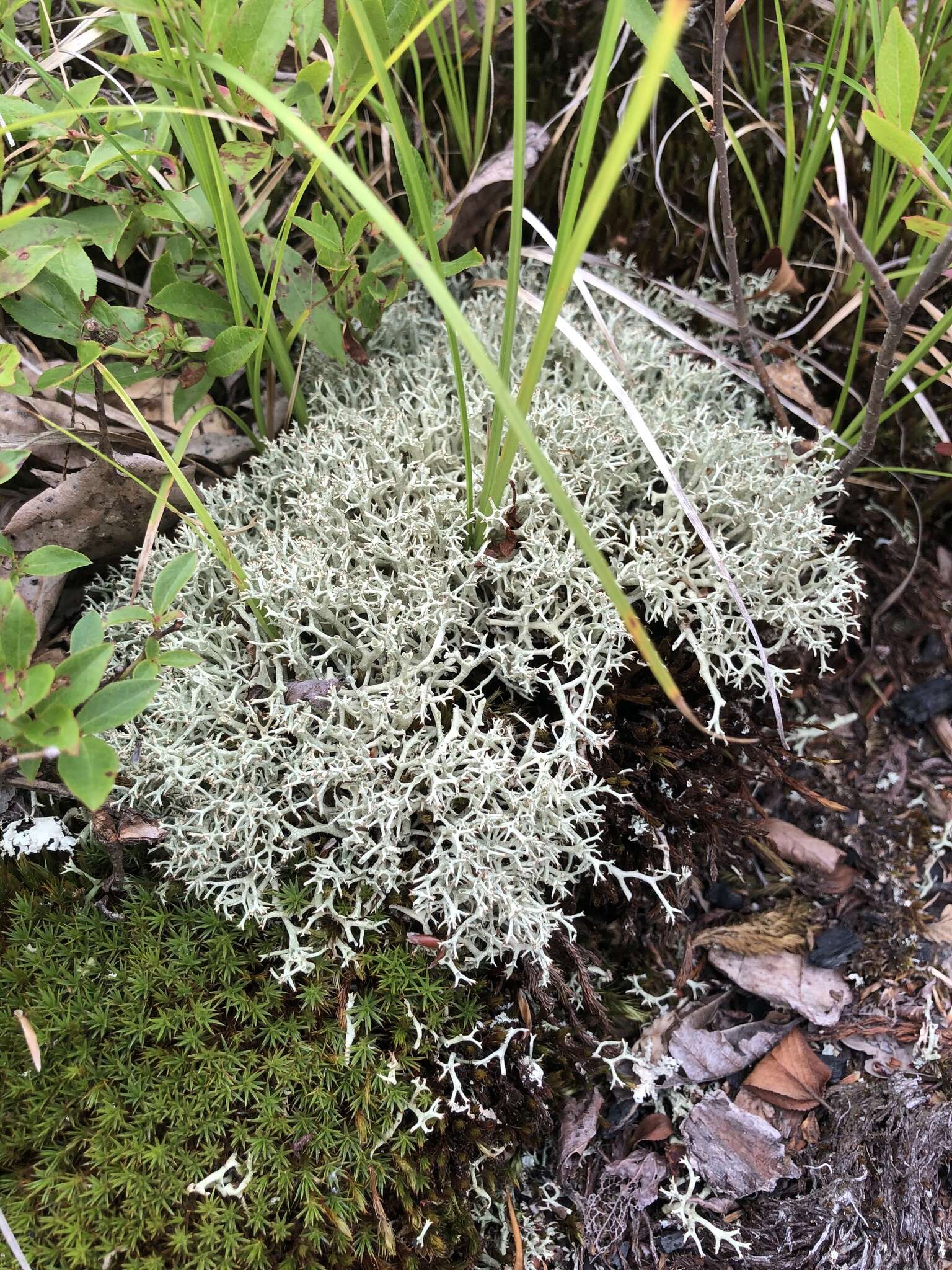 Image of Thorn cladonia