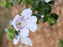 Imagem de Prostanthera cuneata Benth.