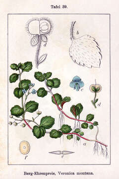 Image of Wood speedwell