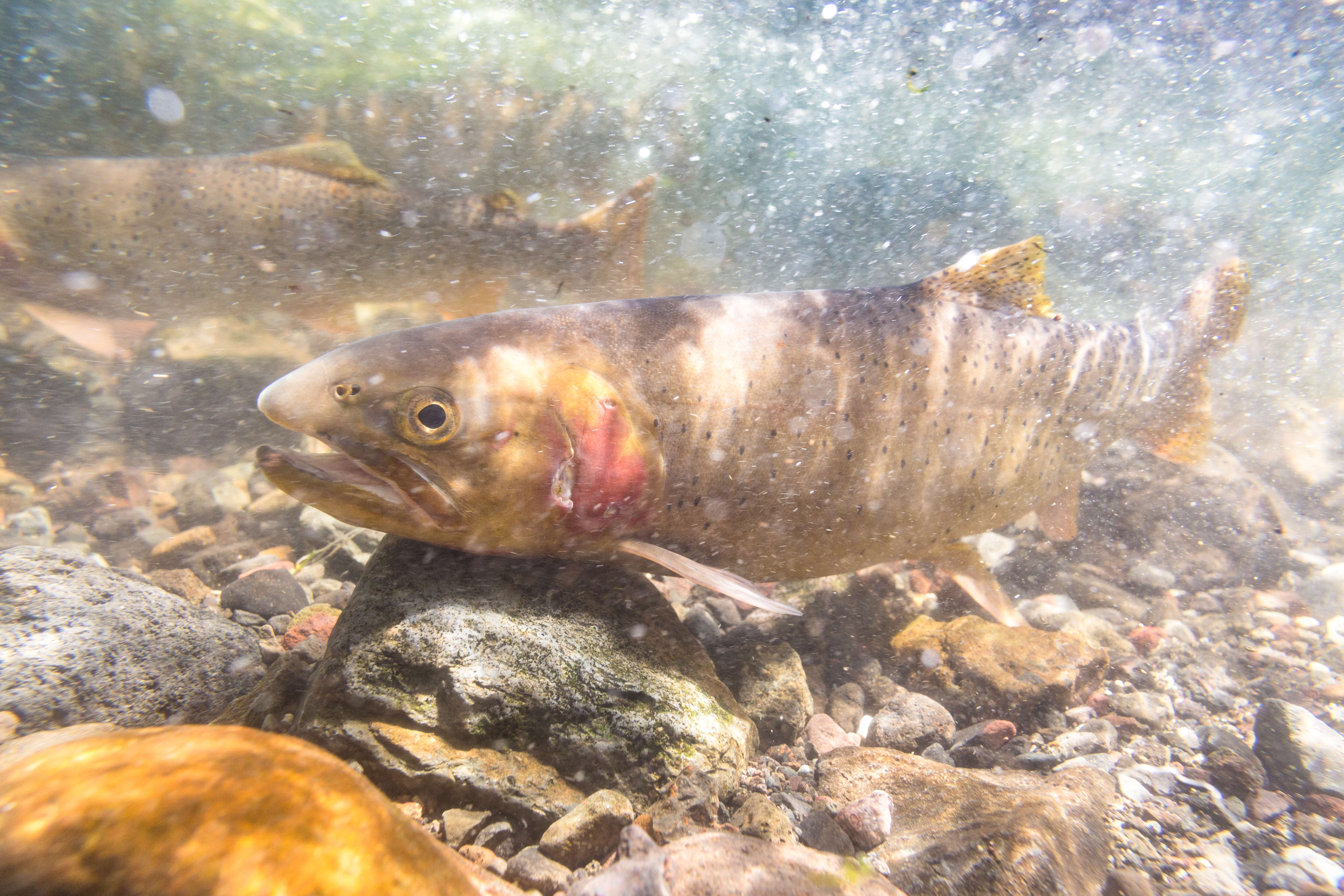 Image of Oncorhynchus clarkii bouvieri