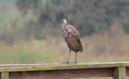 Image of limpkins