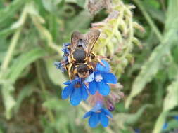 Image of wool-carder bee