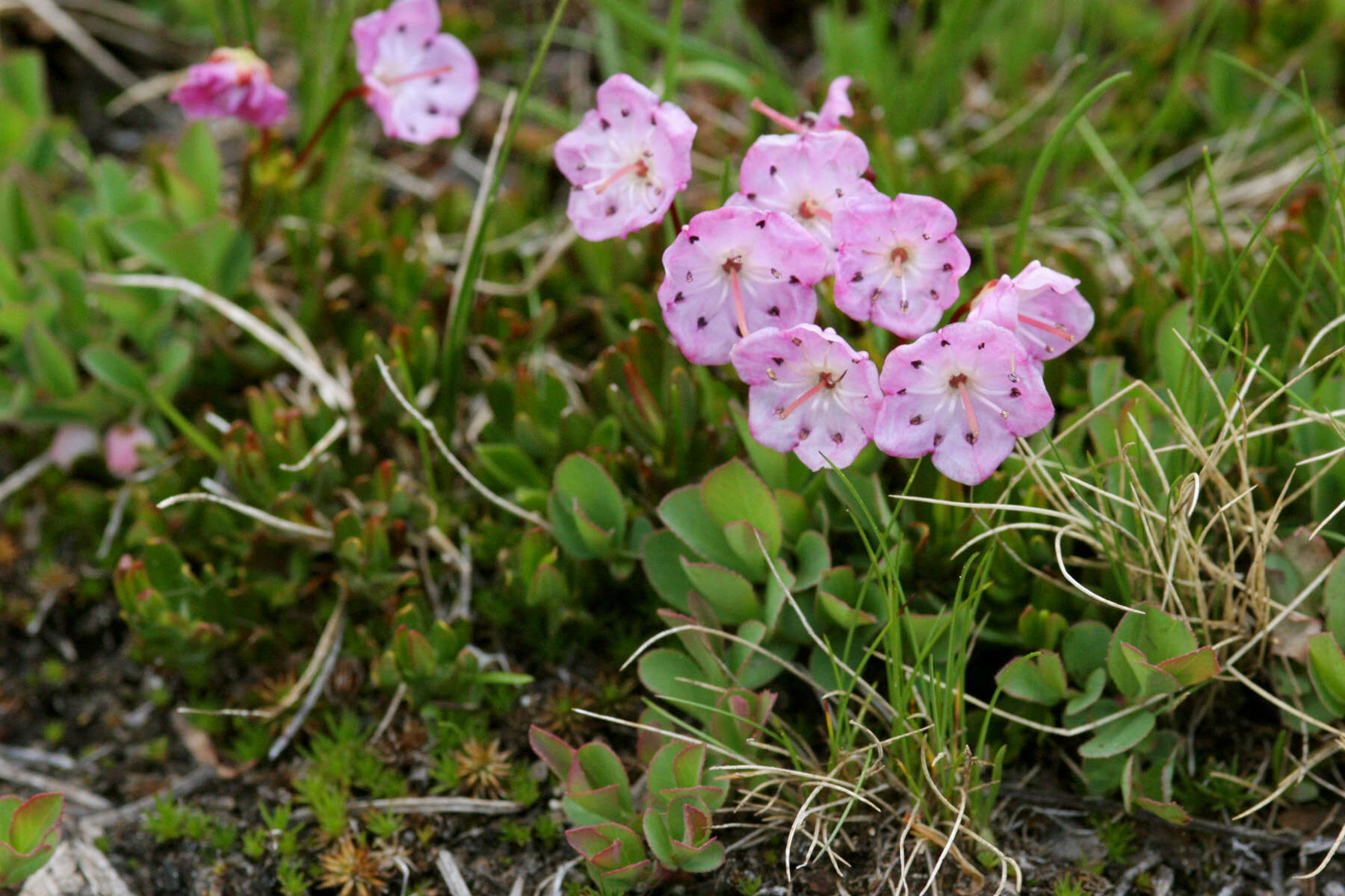 Image of alpine laurel