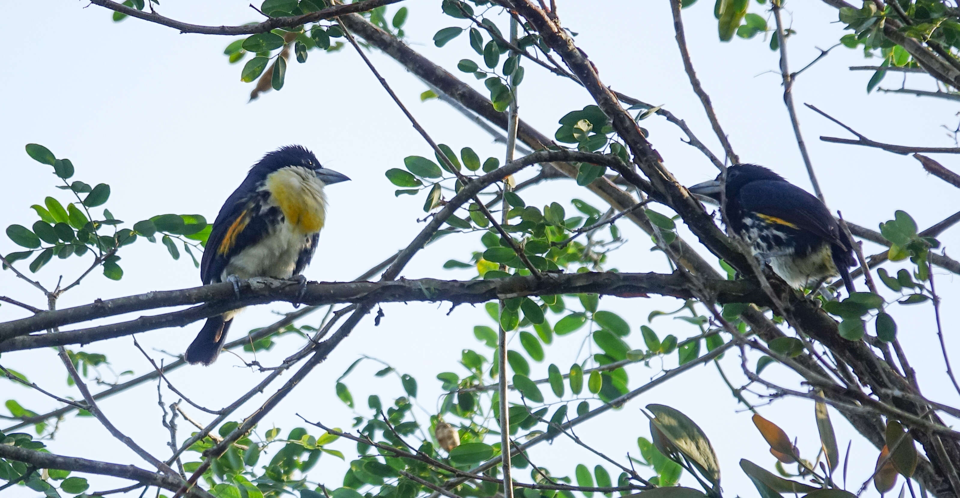 Imagem de Capito maculicoronatus Lawrence 1861