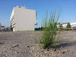 Image of boston horsetail