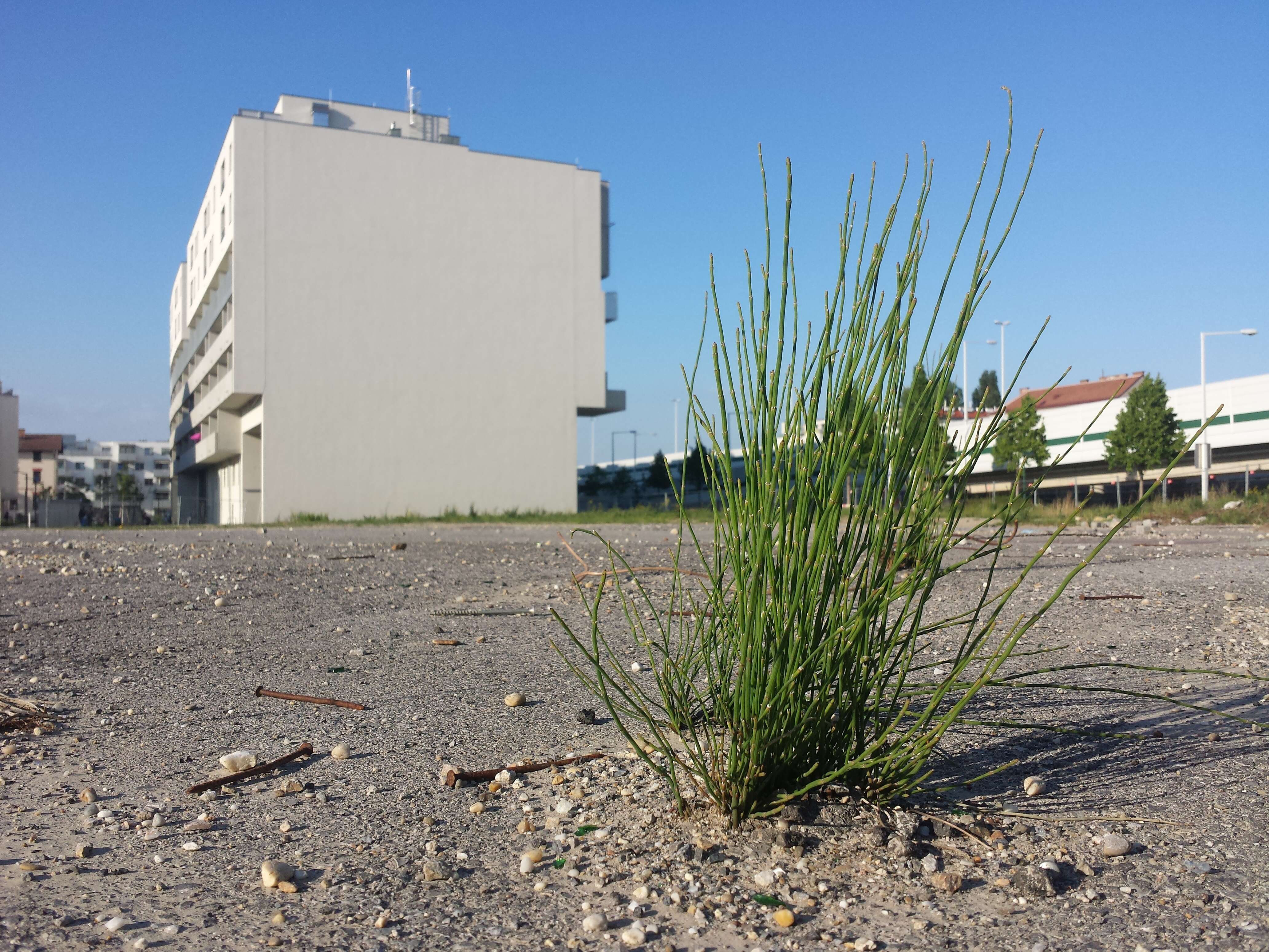 Image of boston horsetail