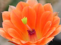 Image of Echinocereus scheeri (Salm-Dyck) Scheer