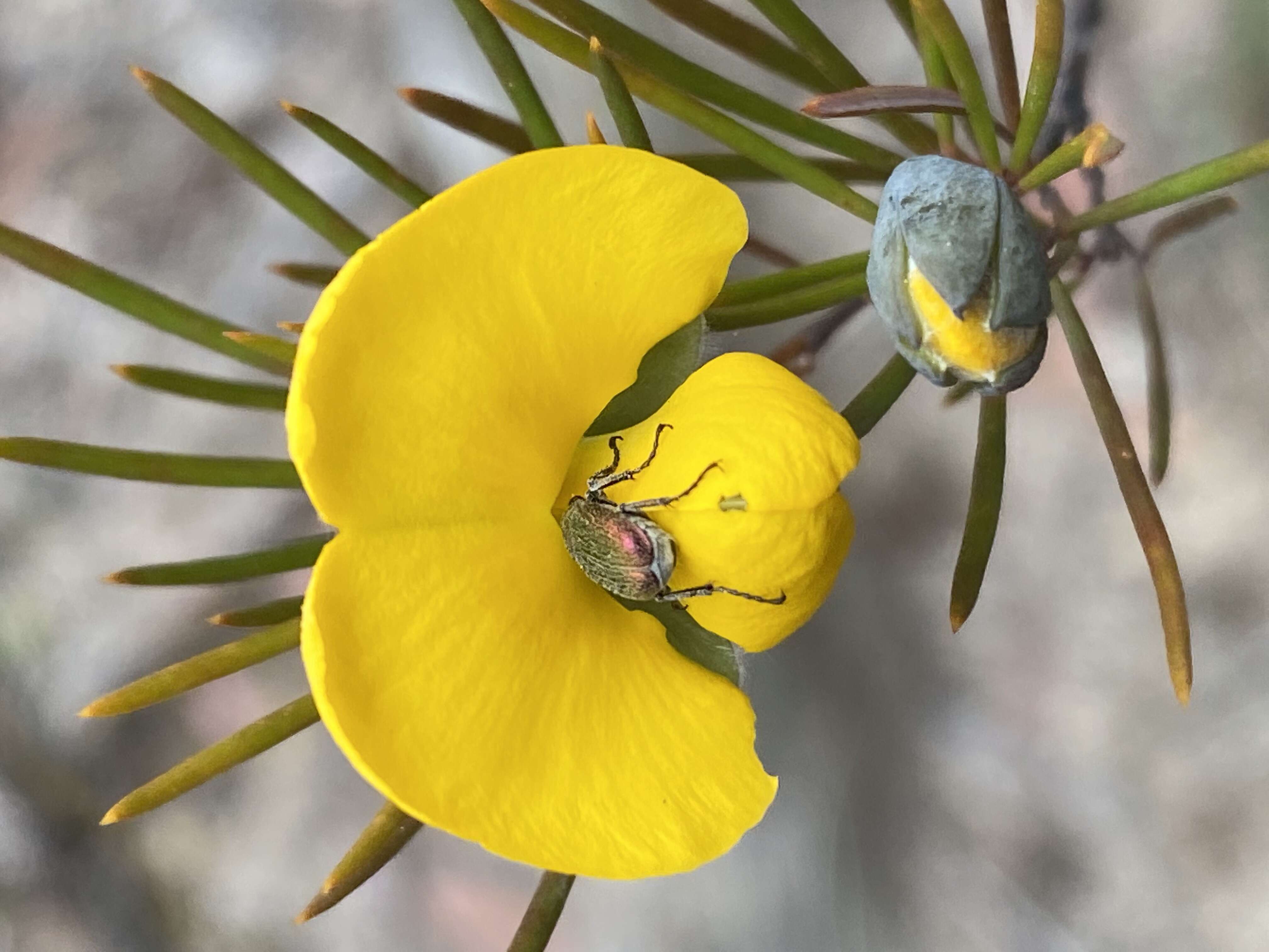 Слика од Gompholobium grandiflorum Sm.