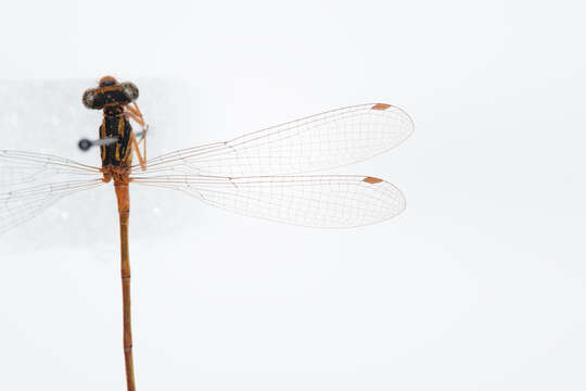 Image of Common Redcoat Damselfly