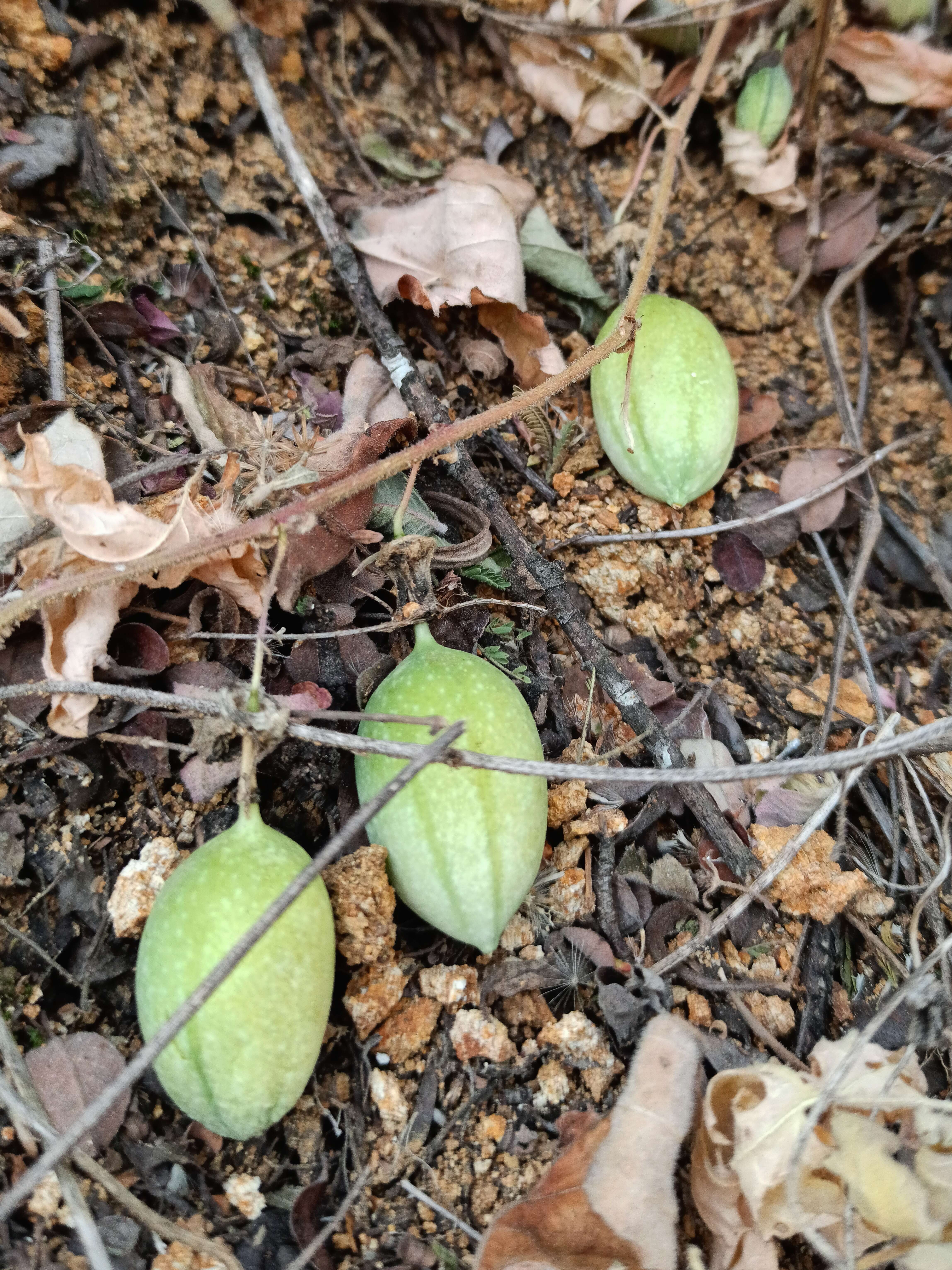 Слика од Passifloraceae