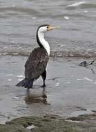 Image of Australian Pied Cormorant