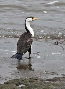 Image of Australian Pied Cormorant