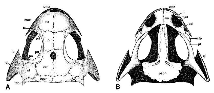 Imagem de Branchiosauridae