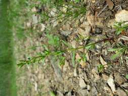 Image of american speedwell