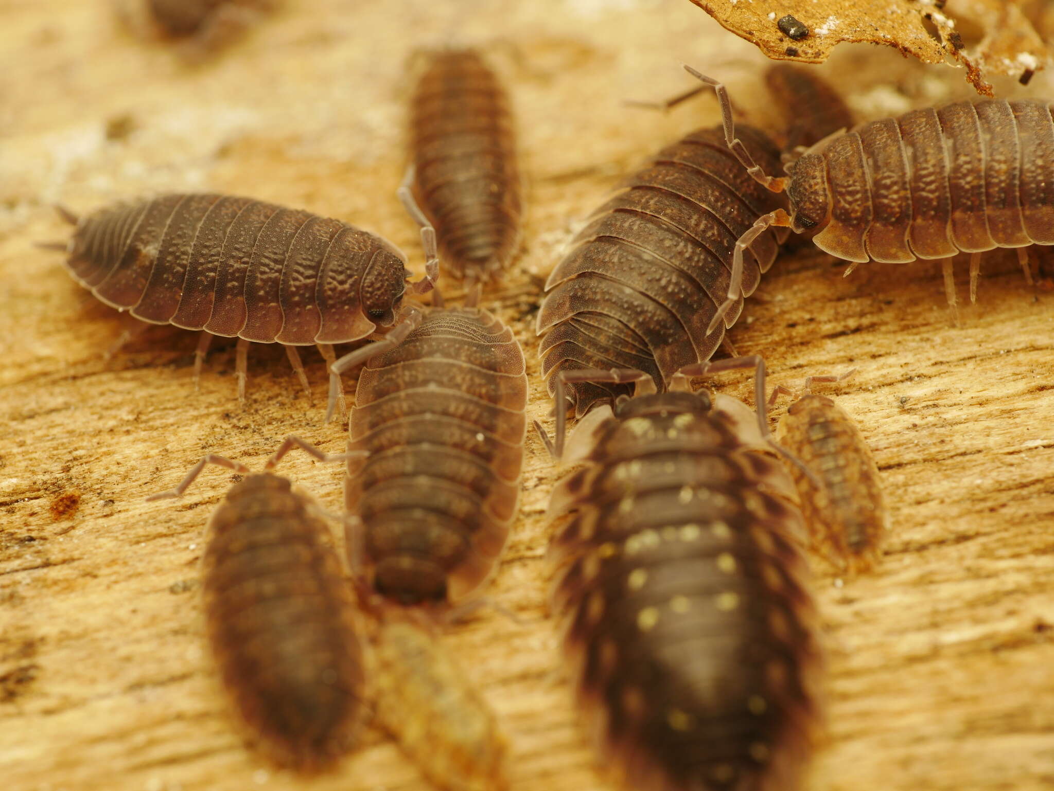 Image of common rough woodlouse