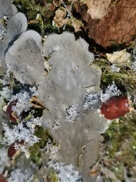 Image of felt lichen