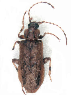 Image of Chalcodryidae