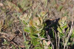 Image of Leucospermum innovans Rourke